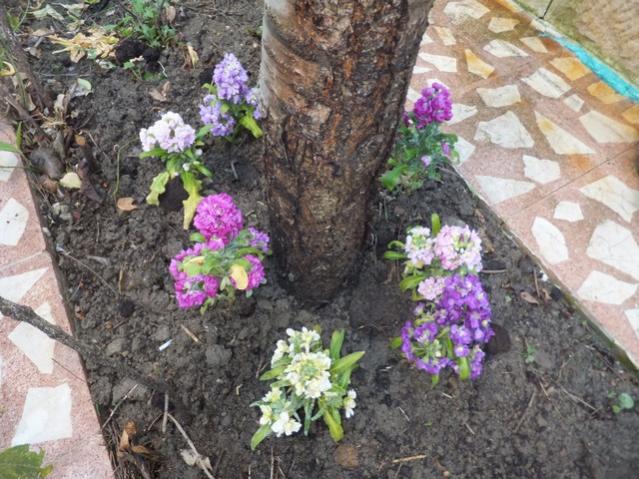 Name:  DSCF1651.jpg
Views: 510
Size:  68.5 KB