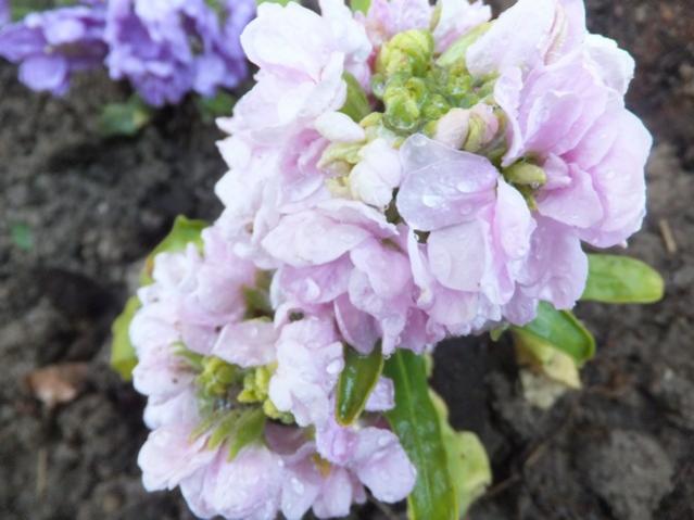 Name:  DSCF1653.jpg
Views: 526
Size:  39.1 KB
