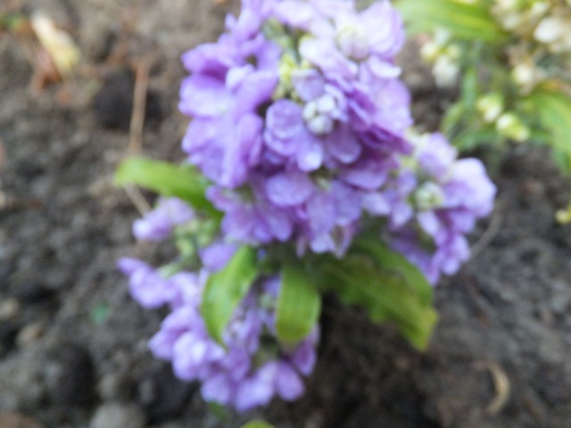 Name:  DSCF1654.jpg
Views: 537
Size:  63.8 KB