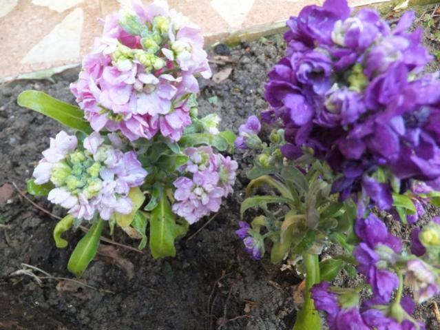 Name:  DSCF1657.jpg
Views: 511
Size:  58.4 KB