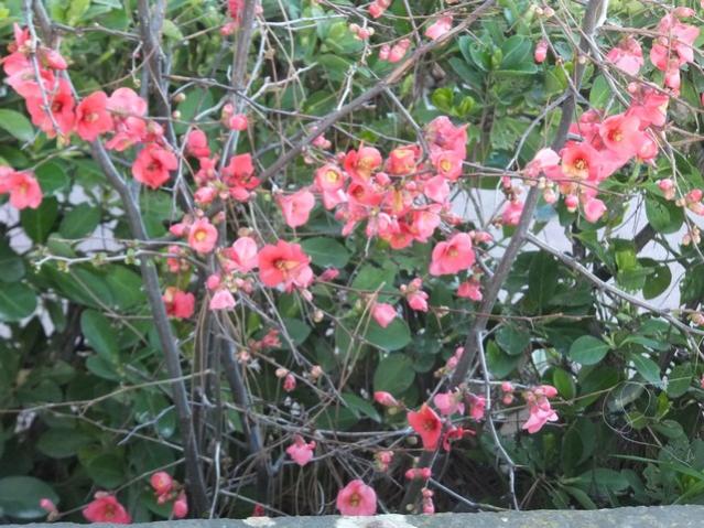 Name:  DSCF1668.jpg
Views: 540
Size:  68.5 KB