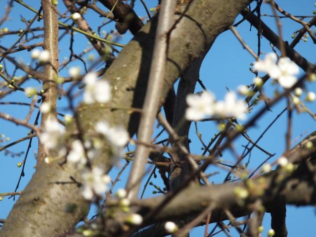 Name:  DSCF1674.jpg
Views: 480
Size:  50.6 KB