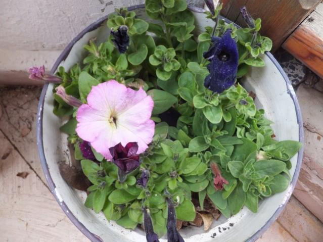 Name:  DSCF1683.jpg
Views: 512
Size:  52.0 KB