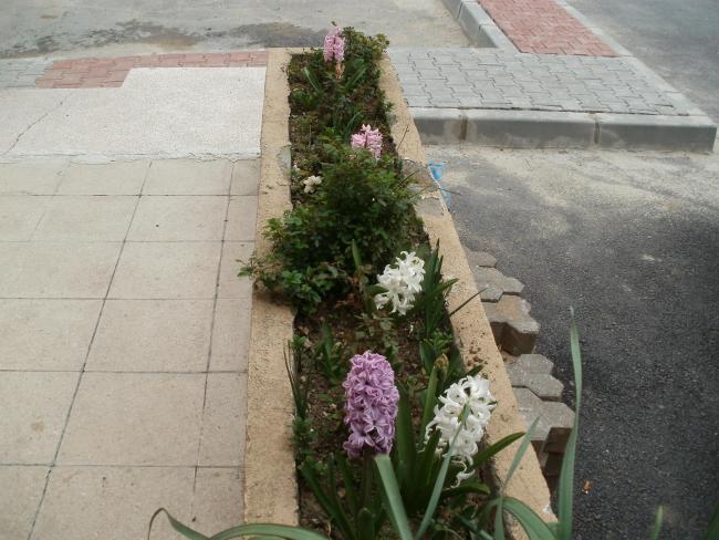 Name:  P3140056a.jpg
Views: 414
Size:  54.3 KB