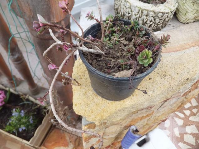 Name:  DSCF1739.jpg
Views: 455
Size:  54.5 KB
