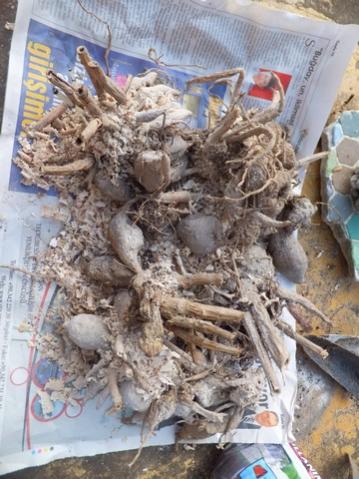 Name:  DSCF1759.jpg
Views: 888
Size:  40.3 KB