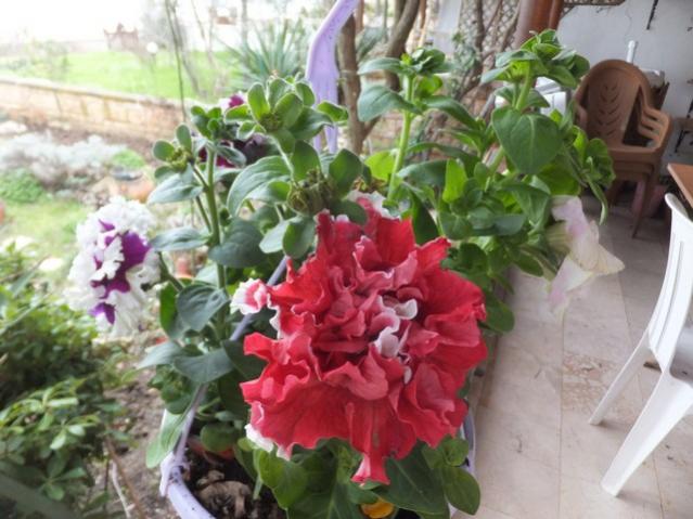 Name:  DSCF1801.jpg
Views: 636
Size:  51.3 KB