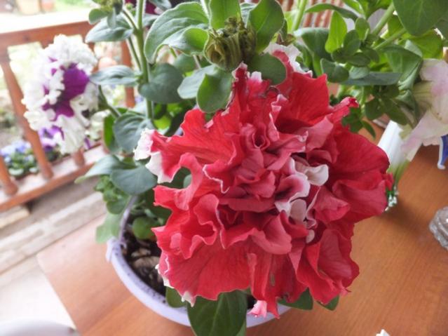 Name:  DSCF1803.jpg
Views: 573
Size:  45.7 KB