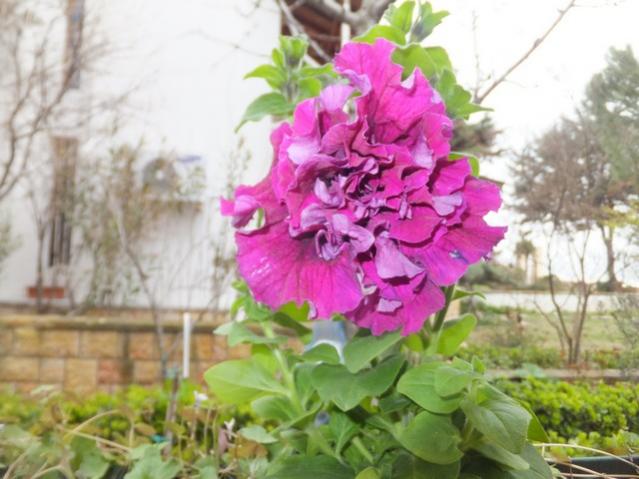 Name:  DSCF1805.jpg
Views: 555
Size:  46.0 KB