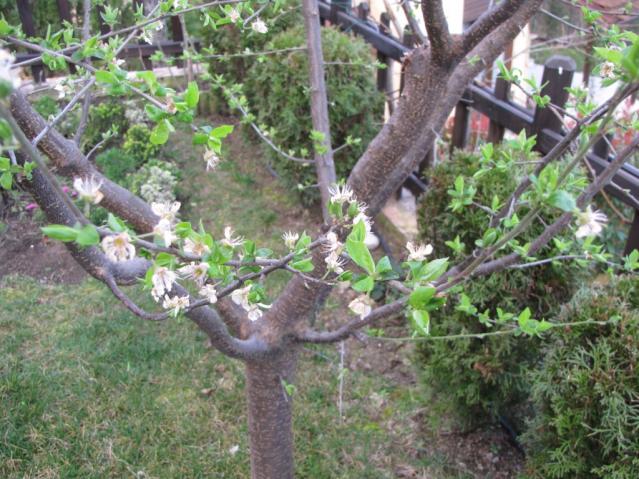 Name:  IMG_2432.jpg
Views: 543
Size:  70.1 KB