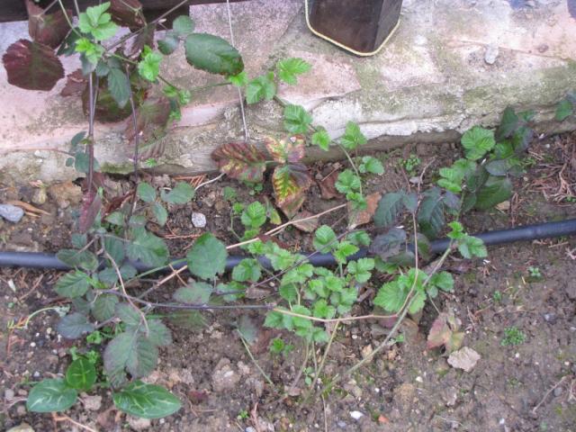 Name:  IMG_2438.jpg
Views: 596
Size:  69.6 KB