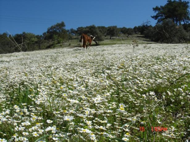 Name:  Zeytinliim  4.jpg
Views: 819
Size:  72.4 KB