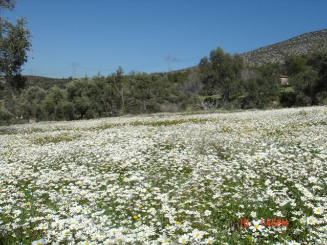 Name:  Zeytinliim  5.jpg
Views: 775
Size:  69.6 KB