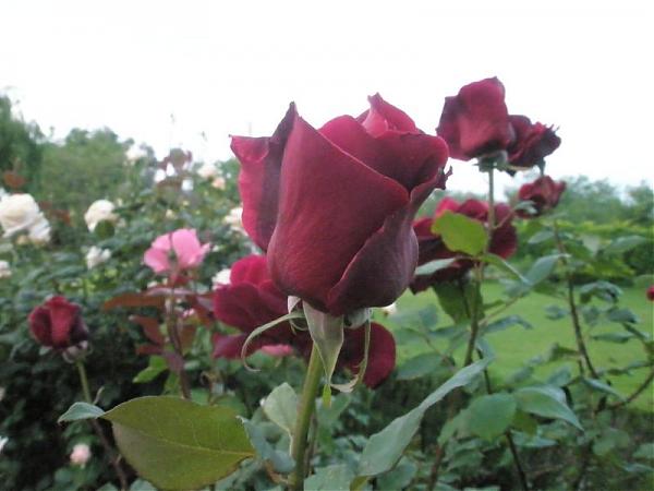 Name:  guler-Mays 2008 008.jpg
Views: 1983
Size:  33.9 KB