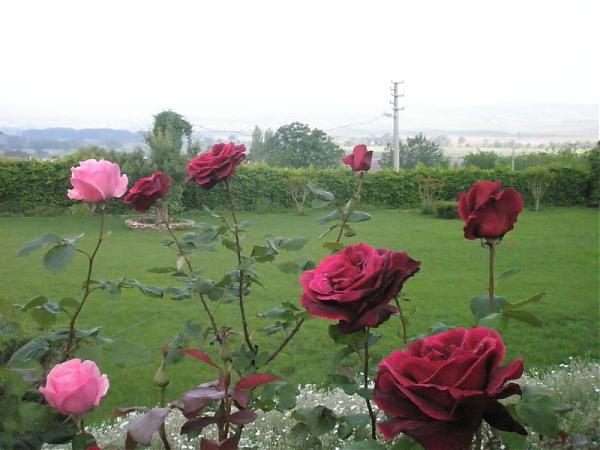 Name:  guler-Mays 2008 009.jpg
Views: 1700
Size:  38.7 KB