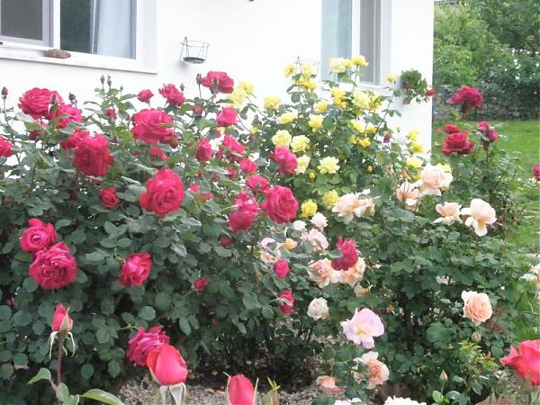Name:  guler-Mays 2008 011.jpg
Views: 1711
Size:  67.7 KB