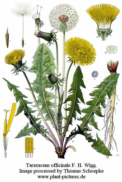 Name:  taraxacum_officinale.jpg
Views: 2866
Size:  42.2 KB