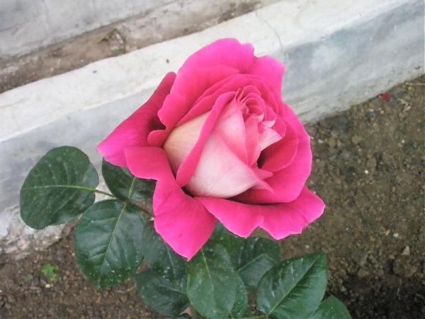 Name:  guler-Mays 2008 026.jpg
Views: 1707
Size:  37.8 KB