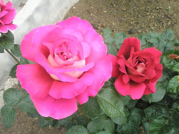 Name:  guler-Mays 2008 048.jpg
Views: 1749
Size:  43.1 KB
