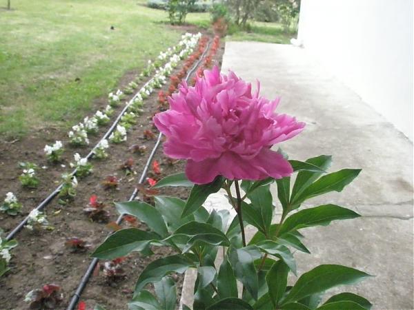 Name:  guler-Mays 2008 044.jpg
Views: 1735
Size:  46.7 KB