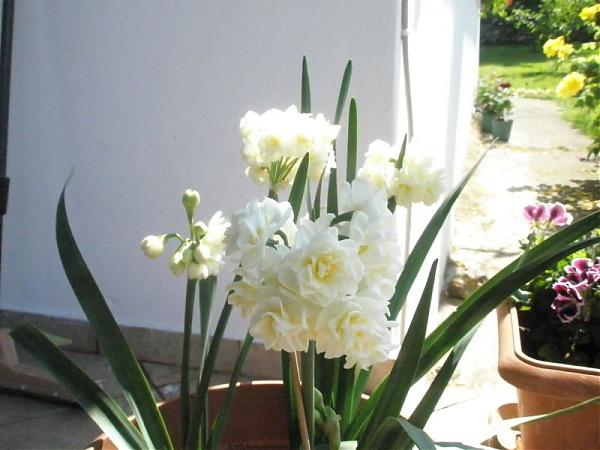 Name:  guler-Mays 2008 068.jpg
Views: 2045
Size:  38.7 KB