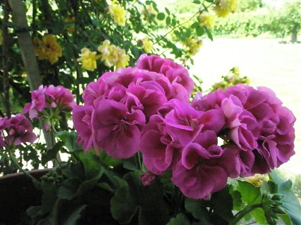 Name:  guler-Mays 2008 125.jpg
Views: 1745
Size:  49.0 KB