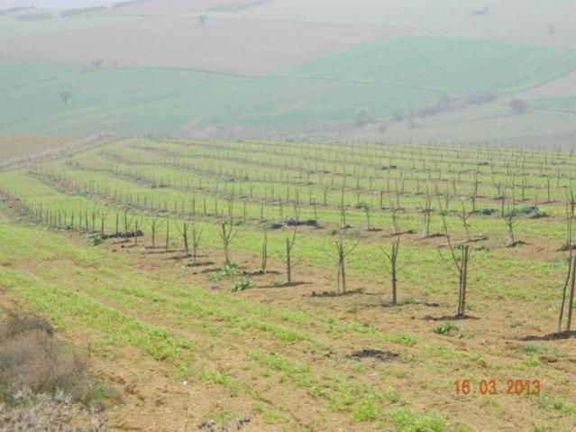 Name:  DSCN1816.jpg
Views: 1156
Size:  43.6 KB