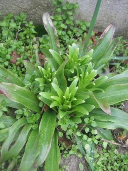 Name:  lilium.jpg
Views: 1015
Size:  45.6 KB