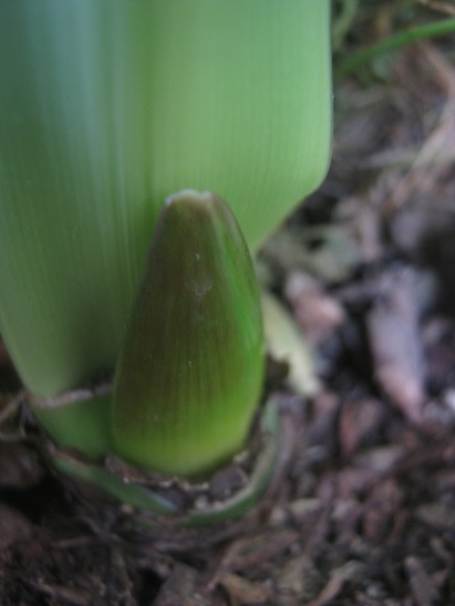Name:  amaryllis.jpg
Views: 1014
Size:  66.7 KB