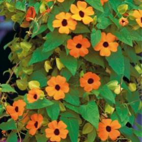 Name:  product_gallery_medium_1299238334_GD030207-Pflanzen-Saatgut-Blumensamen-Schwarzaeugige-Susanne-S.jpg
Views: 1042
Size:  18.3 KB