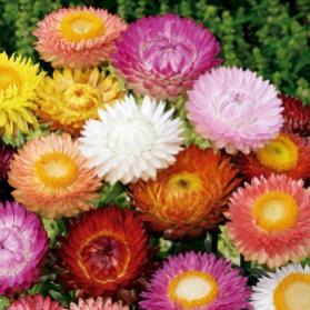 Name:  product_gallery_medium_1326163391__0c052997-d653-3c74-b3c6-4d58ef6590fc.jpg
Views: 953
Size:  19.3 KB