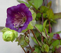 Name:  cobaea_glockenrebe_240-1.jpeg
Views: 1299
Size:  10.1 KB