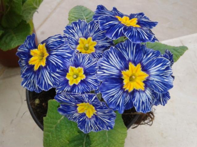 Name:  20130317_090659.jpg
Views: 501
Size:  50.7 KB