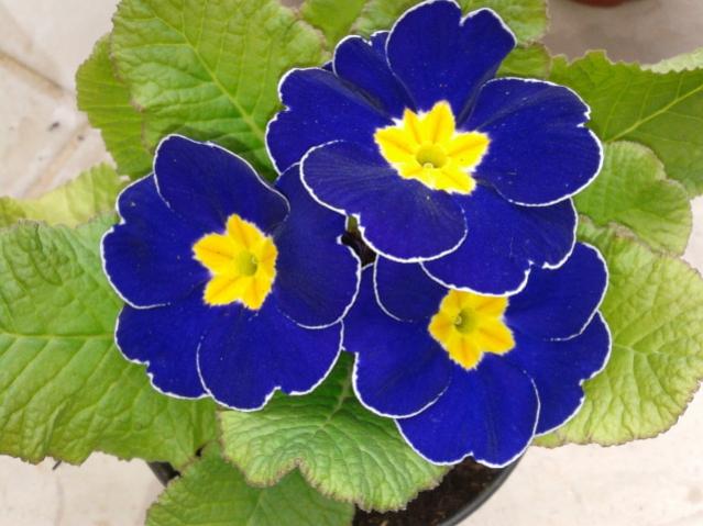 Name:  20130317_090725.jpg
Views: 526
Size:  44.3 KB