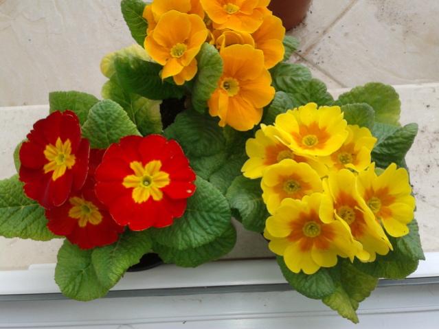 Name:  20130317_090829.jpg
Views: 643
Size:  41.7 KB