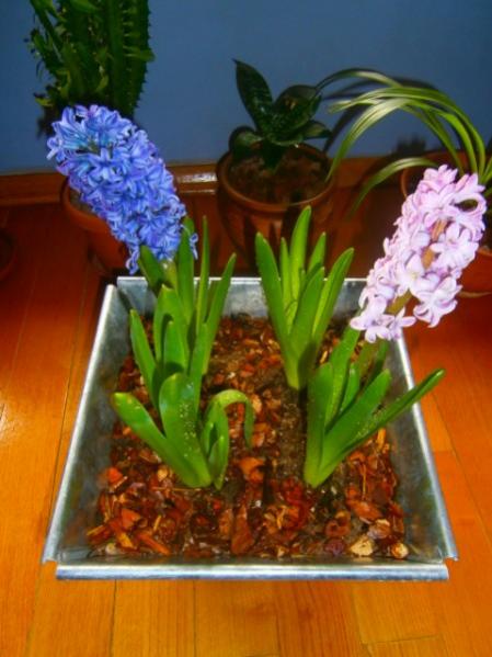 Name:  SMBLM (450 x 600).jpg
Views: 917
Size:  40.3 KB