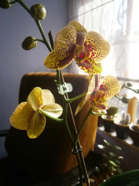 Name:  orkidem (450 x 600).jpg
Views: 957
Size:  51.5 KB