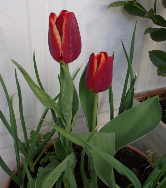Name:  DSCF2597.jpg
Views: 1177
Size:  49.0 KB