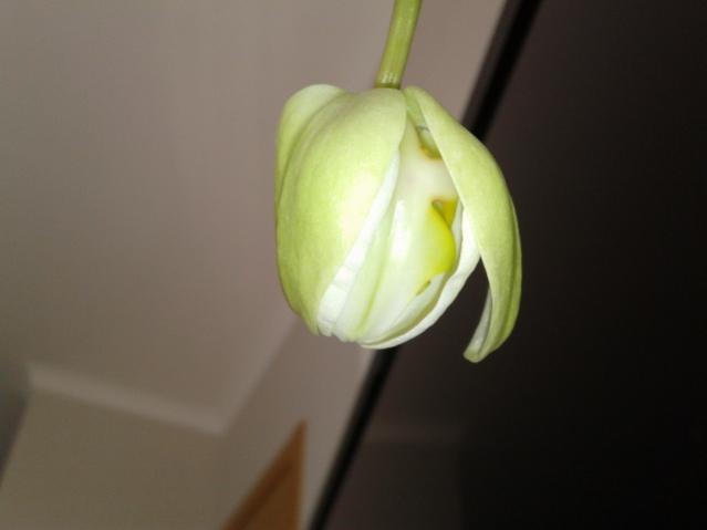 Name:  20130317_140742.jpg
Views: 740
Size:  14.0 KB
