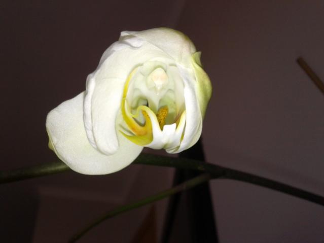 Name:  20130318_081800.jpg
Views: 703
Size:  16.4 KB
