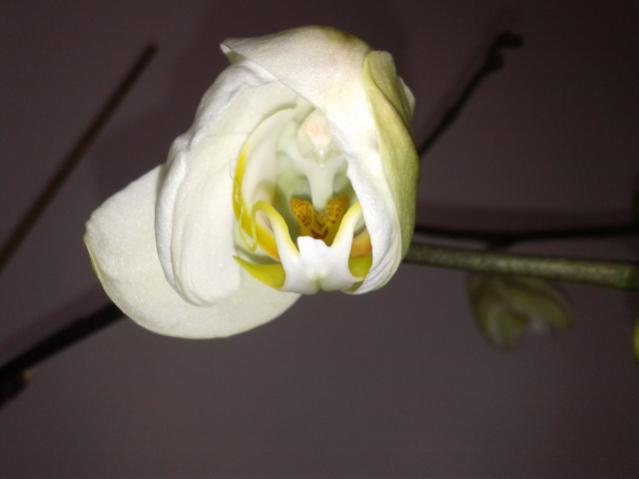Name:  20130318_081739.jpg
Views: 723
Size:  17.8 KB