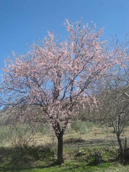 Name:  badem.jpg
Views: 1081
Size:  51.5 KB