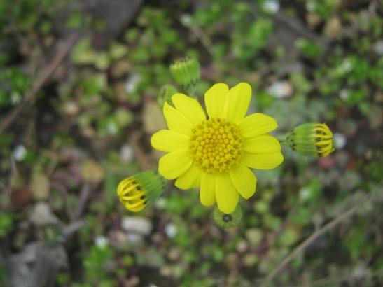Name:  sar2.jpg
Views: 883
Size:  25.7 KB