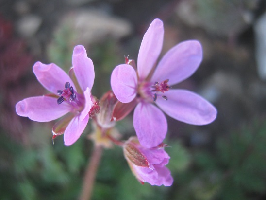 Name:  kriei1.jpg
Views: 838
Size:  64.3 KB