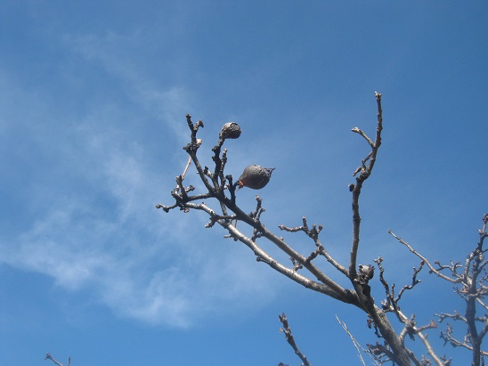 Name:  mumula.jpg
Views: 806
Size:  65.3 KB