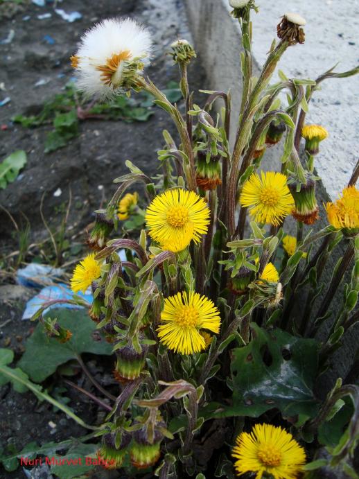 Name:  Nuri Murvet Bahe 95.jpg
Views: 2345
Size:  76.3 KB
