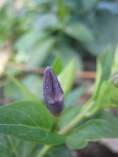 Name:  vinca.jpg
Views: 1003
Size:  65.7 KB