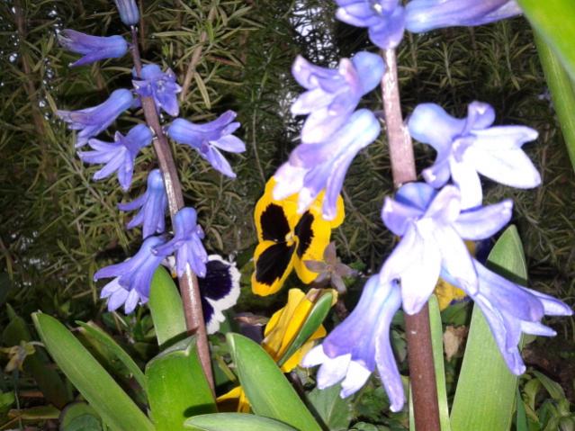Name:  20130320_065503.jpg
Views: 710
Size:  61.1 KB