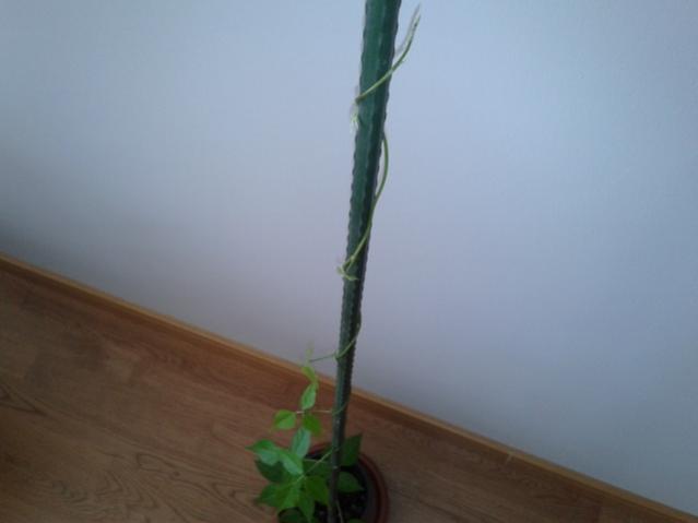 Name:  20130321_111123.jpg
Views: 676
Size:  16.3 KB