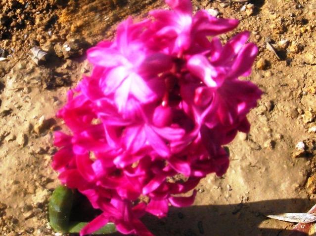 Name:  DSC03186.jpg
Views: 637
Size:  63.1 KB